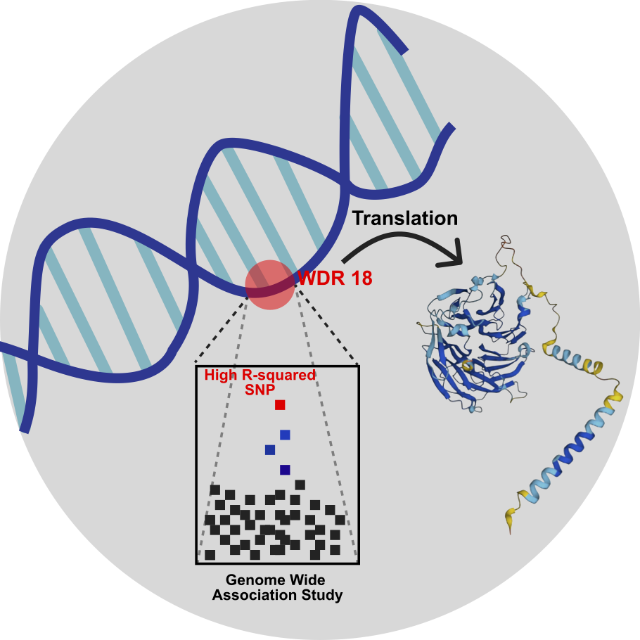 Gene_Wide_Association_Study